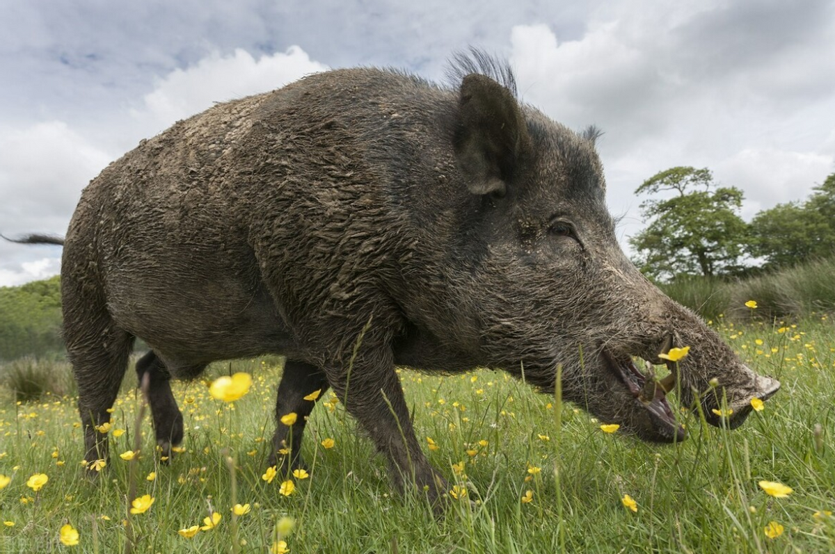 美国野猪数量超600万，曾出动直升机射杀，为何不吃掉它们呢？