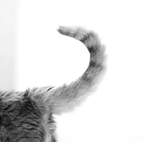 拽猫尾为啥会“拉稀”？阴天为什么猫咪爱洗脸？了解下猫咪感官