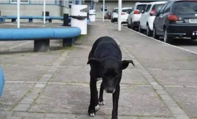 超忠心流浪狗狗在医院外守候8个月，等待一个永远回不来的主人