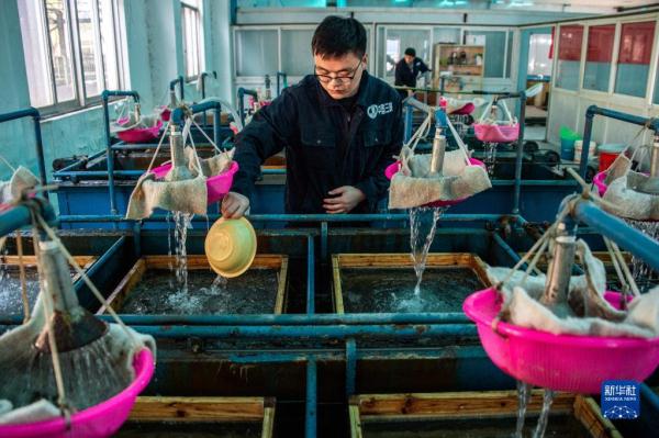 三峡集团：中华鲟全人工繁殖规模创新高