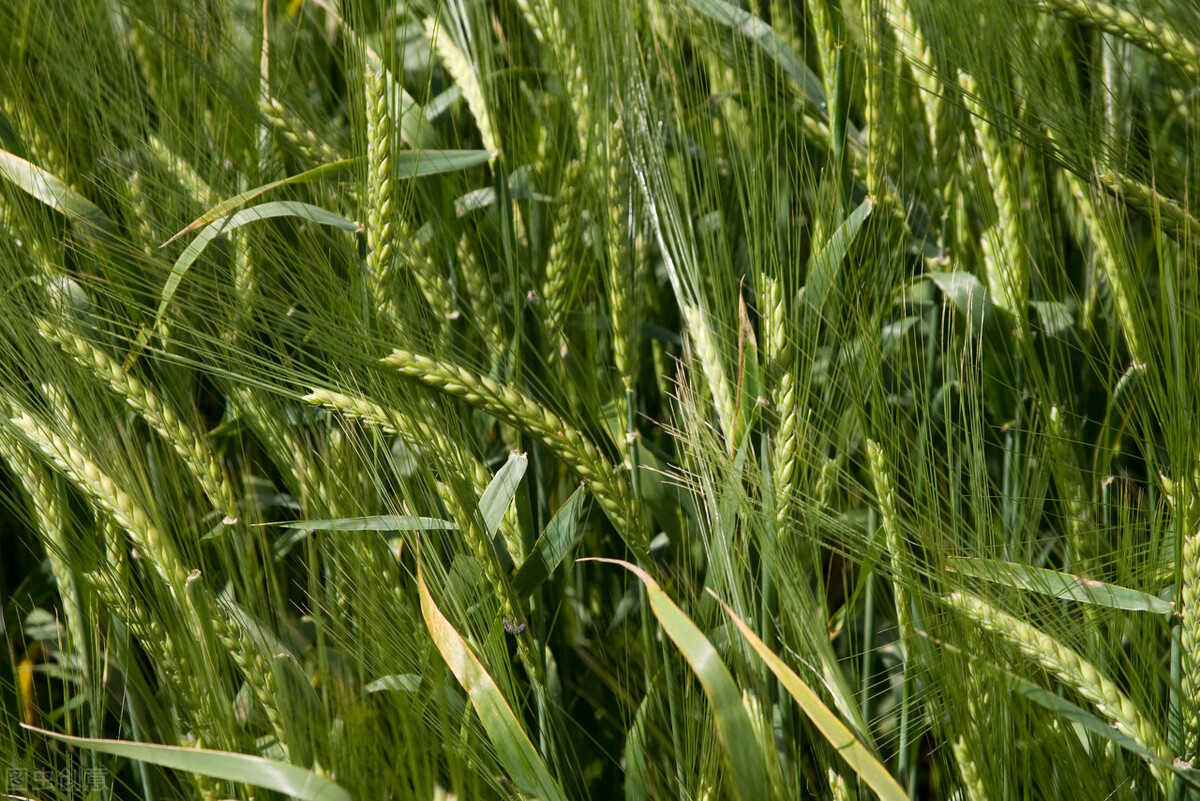 麦子什么时候成熟可以收割冬小麦和春小麦的成熟时期