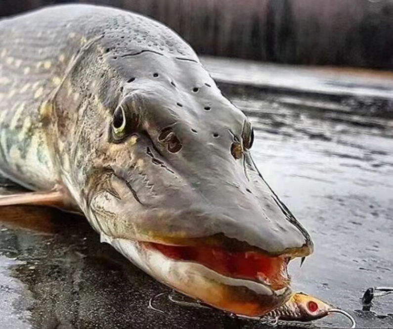 冷水观赏鱼有哪些 裸缸十大首选冷水鱼-诚智百科网