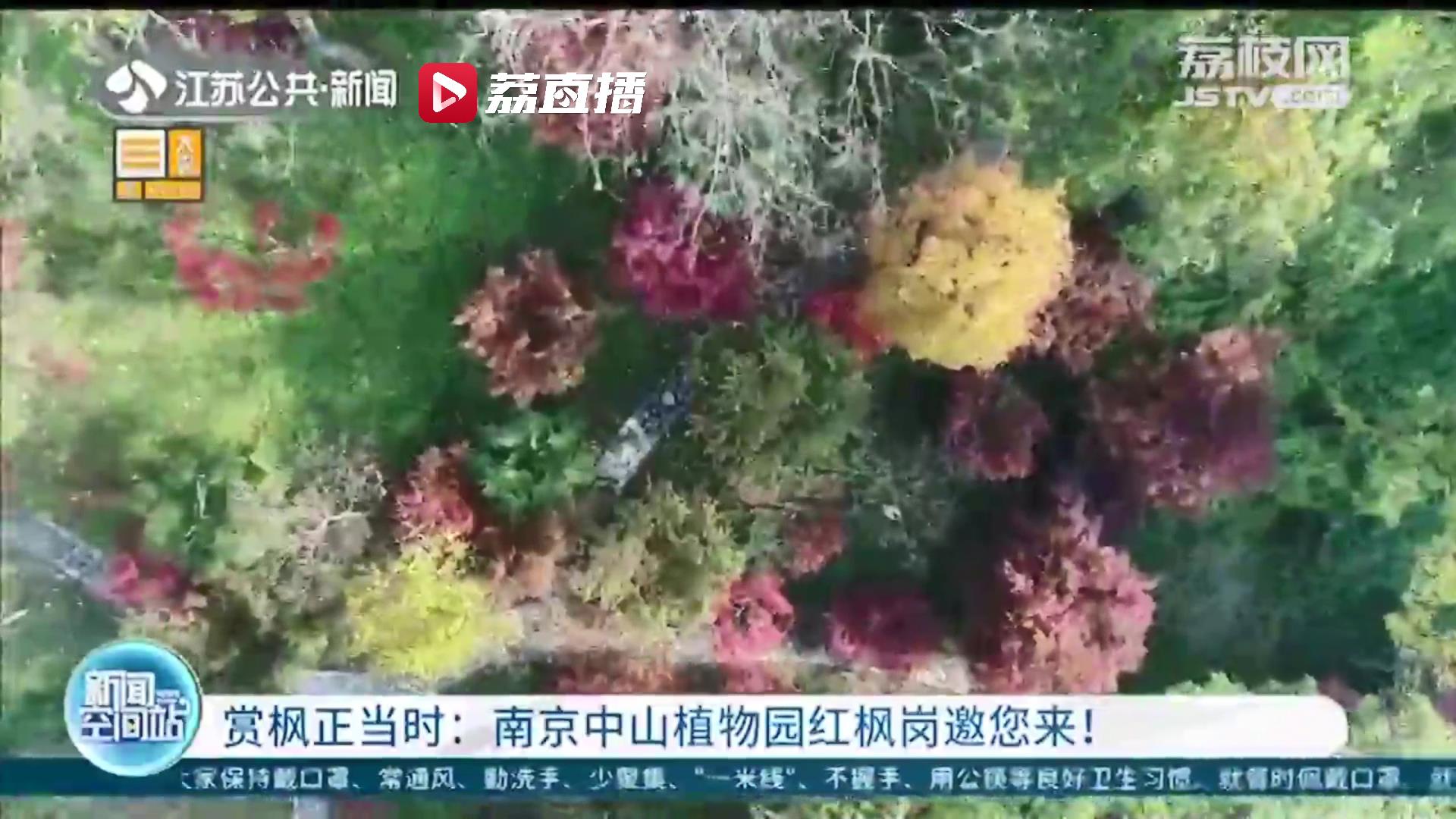 赏心悦目正当时！南京中山植物园红枫岗邀您来赏枫