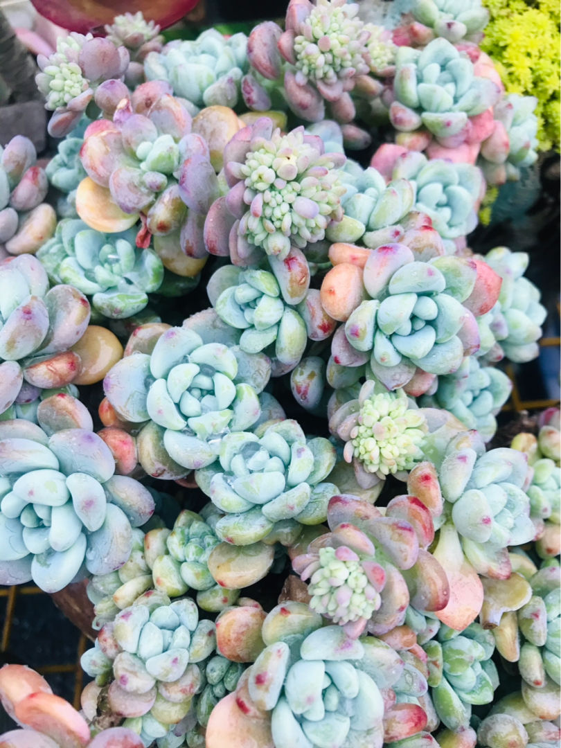 新手入门：多肉植物养护全攻略