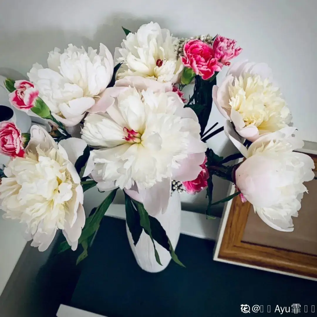 芍药花什么时候开花（芍药种植方法和时间）