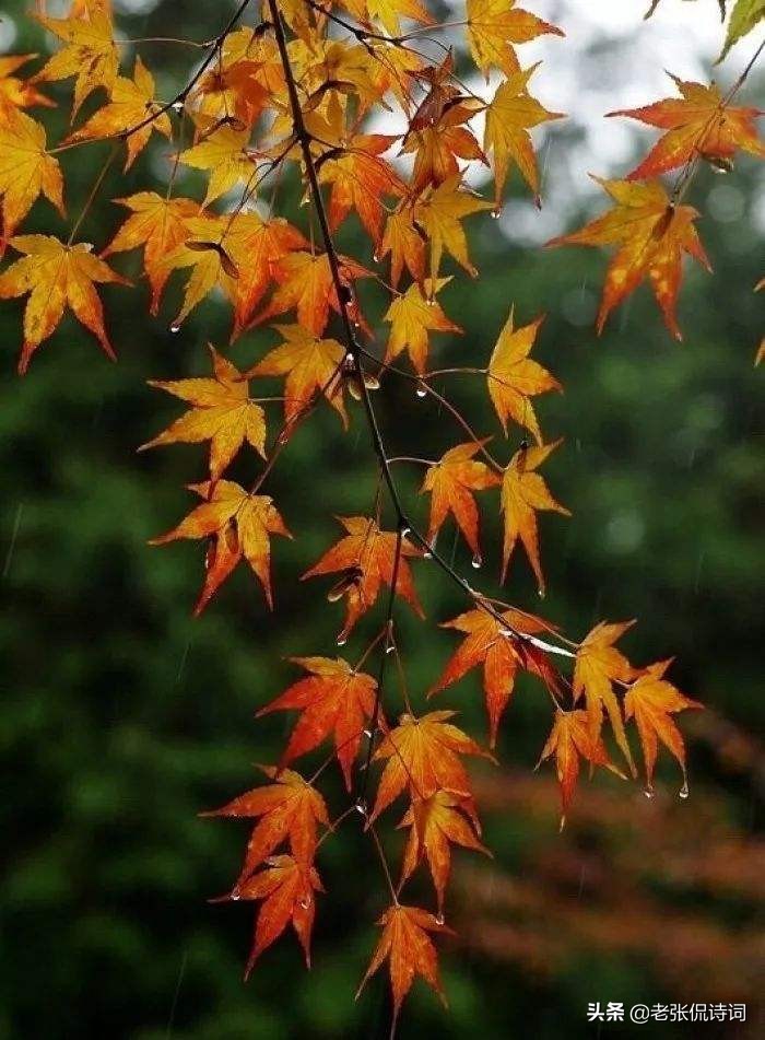 一场雨过后，秋天来了：“一夜雨声凉到梦，万荷叶上送秋来”