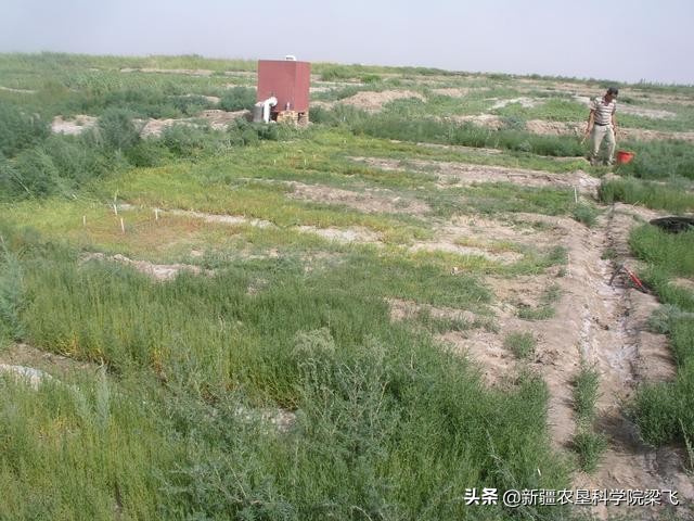 农田盐碱太高怎么办，什么肥料可以改善？
