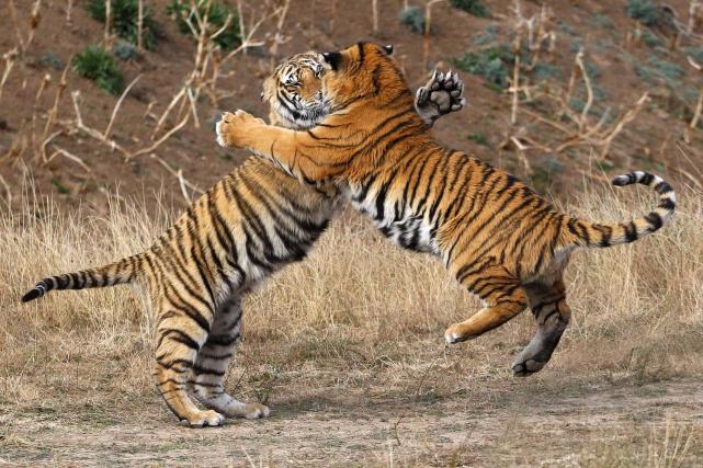 猛兽袭人！智利野生动物园一女子遭老虎袭击当场身亡，痛心