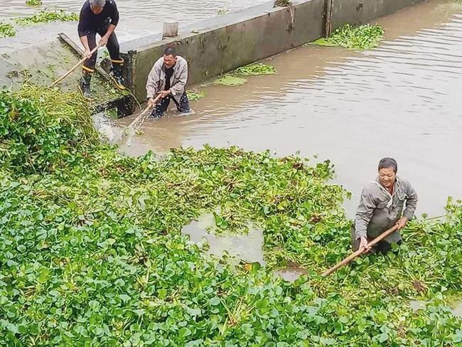 水葫芦入侵泛滥危害有多大？找准其弱点，一招就能高效治理水葫芦