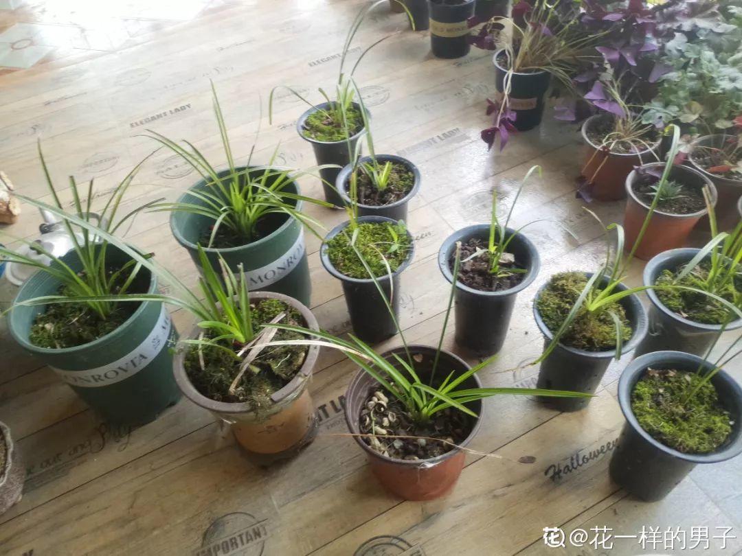 兰花最全养护要点，一年四季绿油油，开花还能香满屋