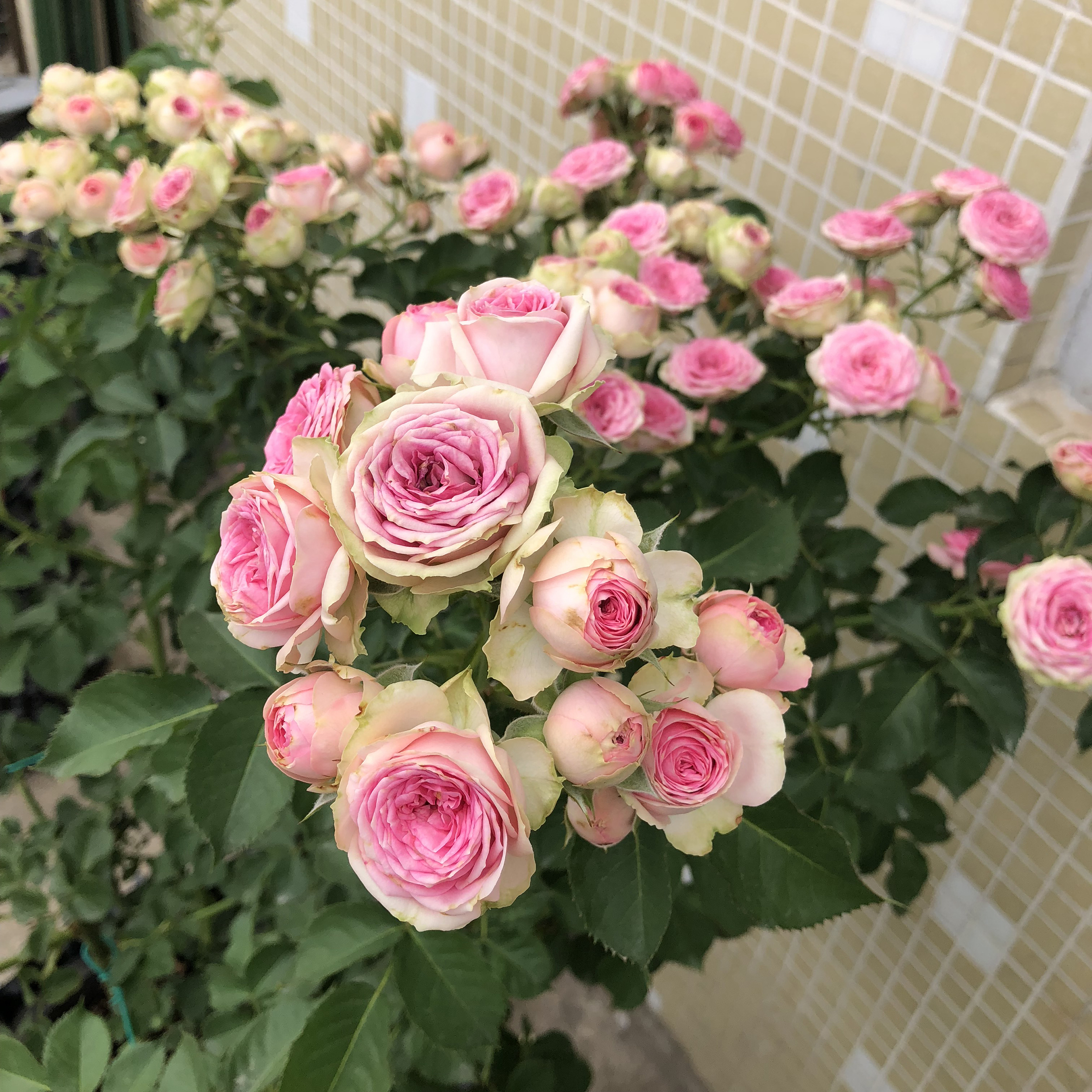 超感粉多头月季怎么养小技巧「记得收藏」 -骁龙网