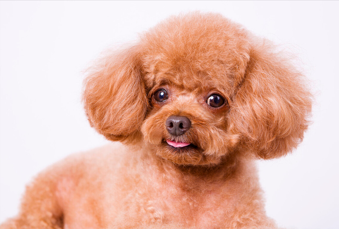 泰迪常见的5种毛发颜色，有你家狗子吗？