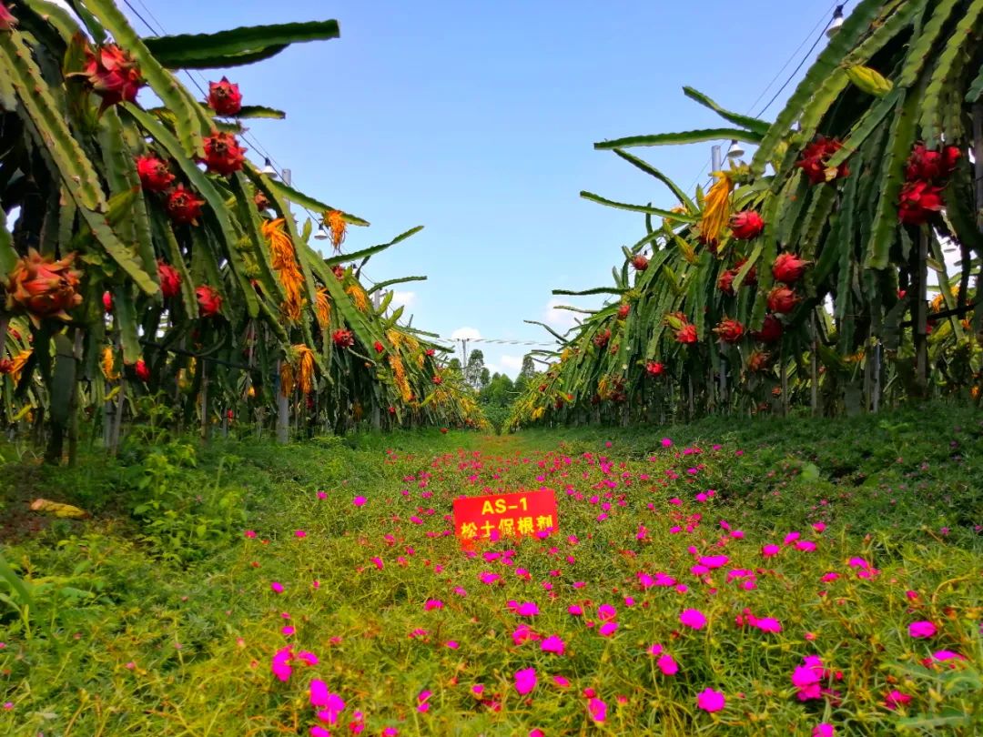 關(guān)于土壤調(diào)理劑，你要搞清楚這些問題