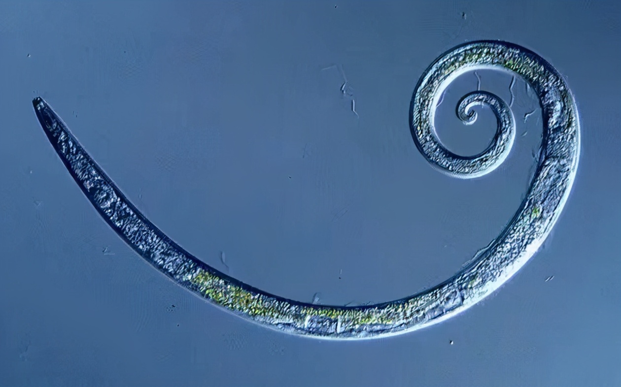 北极冻土下两只蠕虫，解冻后正常活动，科普这些4万年的史前物种