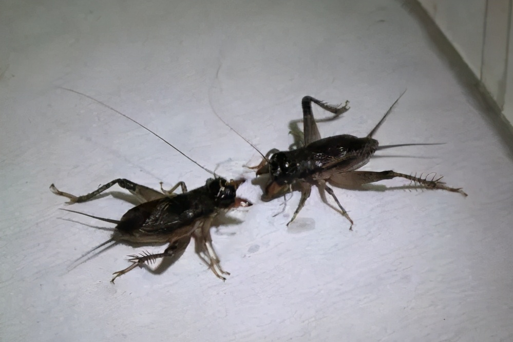 蟋蟀是益虫还是害虫吃什么好及咬人吗