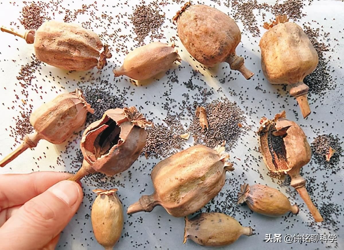 误食添加罂粟壳的食物会上瘾吗?3人吃羊肉米线后被验出吸毒