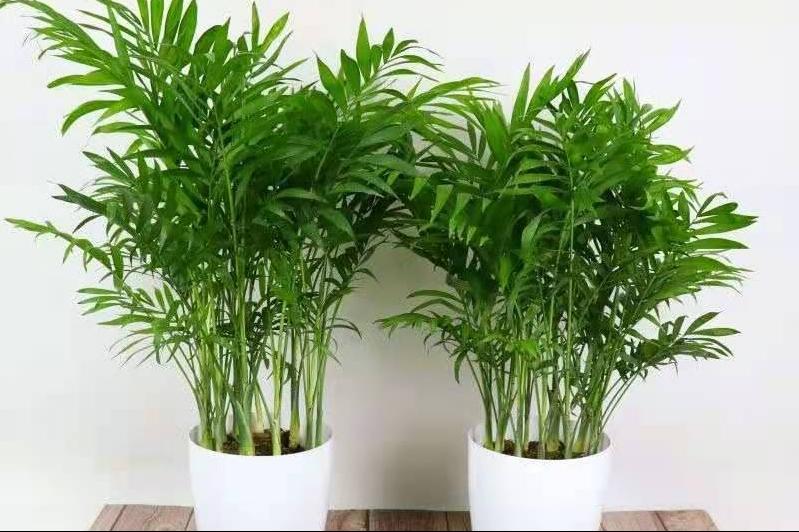 散尾竹的养殖方法和注意事项有哪些（散尾竹和凤尾竹的区别）