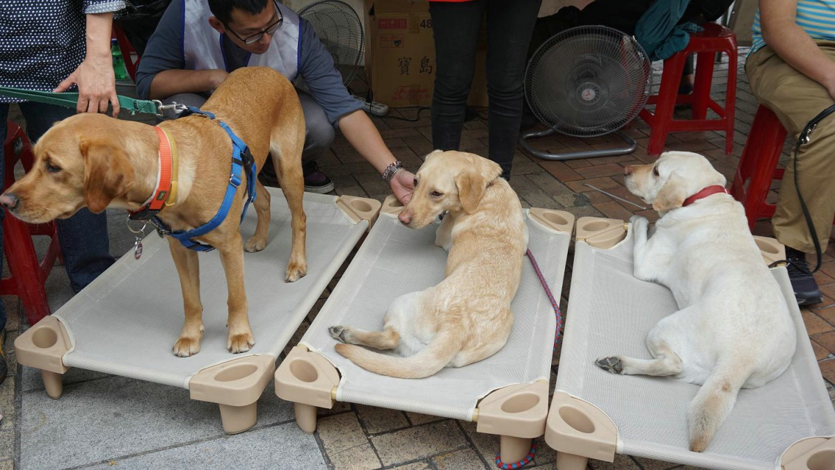 导盲犬入住酒店被拒！培养一只导盲犬有多难？训练成本就要15万