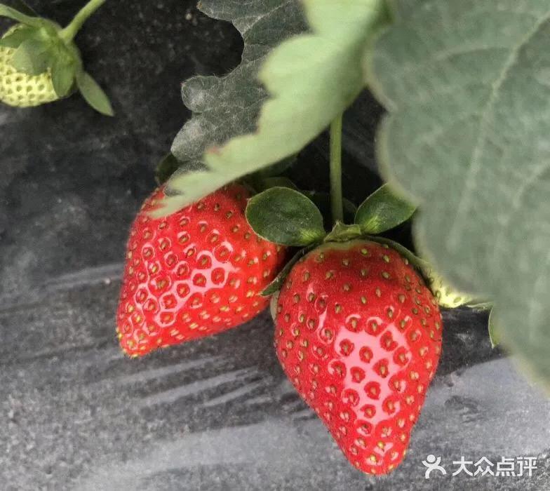 草莓季來了！廣州摘草莓指南出爐！快帶孩子走起