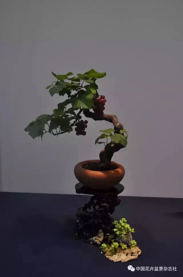 野葡萄也能玩微盆景