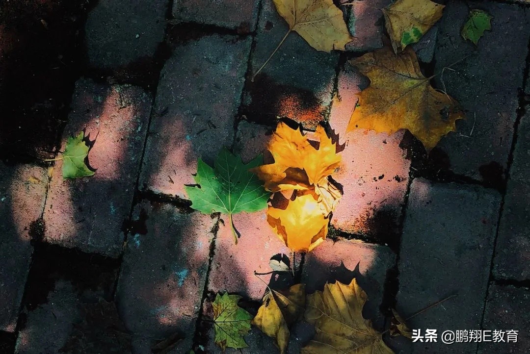 拾起一枚秋叶，点亮山东中医药高专的秋
