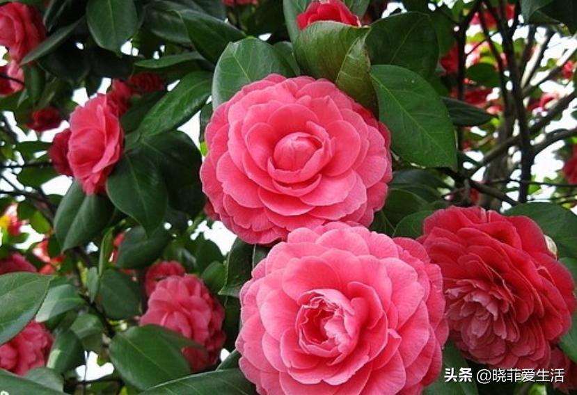北方冬天的院子里,养这“5种花”,庭院秒变花园,又美又香