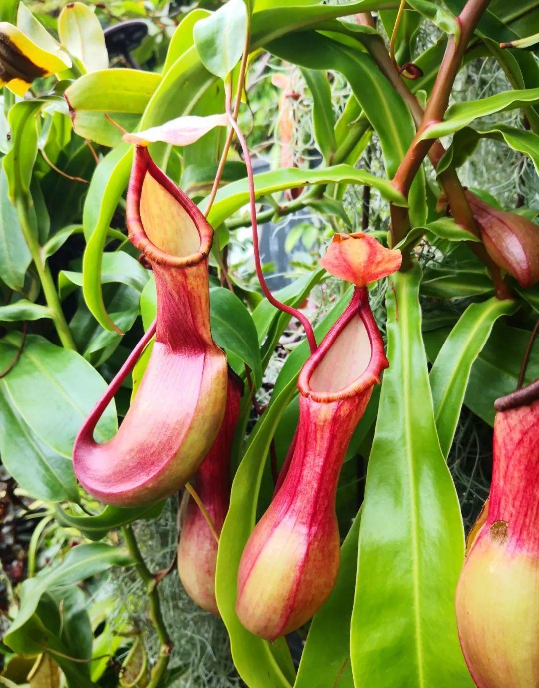 12种吃蚊虫的花，养1盆，虫子全死光