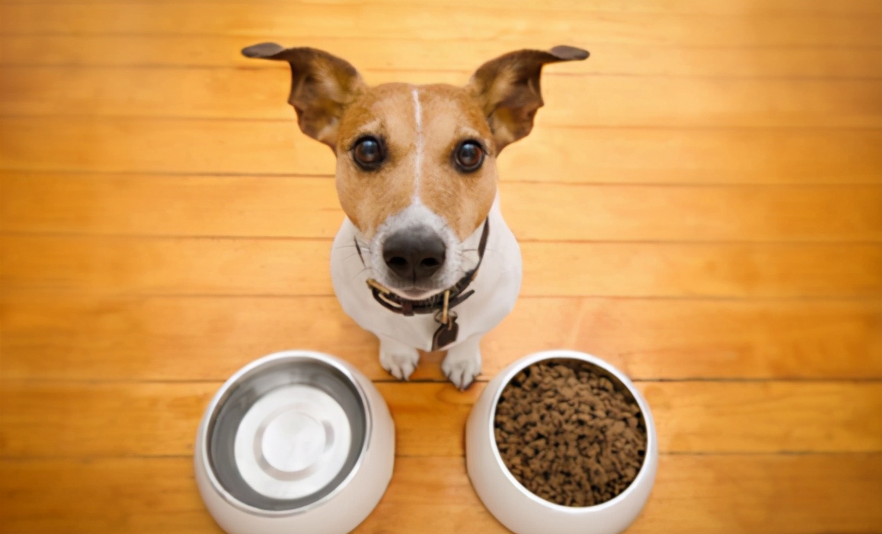 狗狗肚子饿的几个表现，主人能看出来吗？