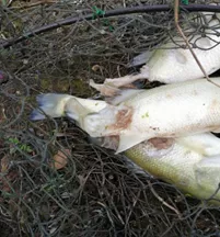 加州鲈养殖常见溃疡病,正确处理方法你知道吗?这则案例值得一看