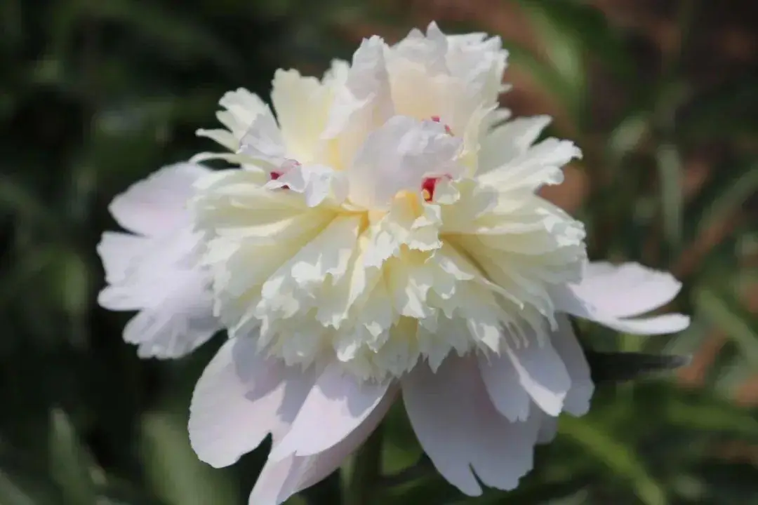 芍药花什么时候开花（芍药种植方法和时间）