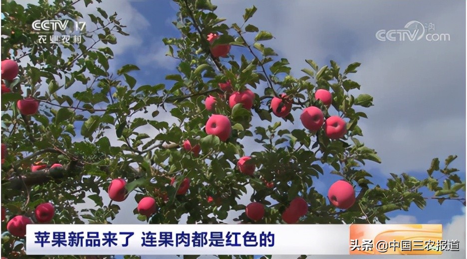 苹果又发布新品了？红皮苹果常见 红肉苹果你见过吗？