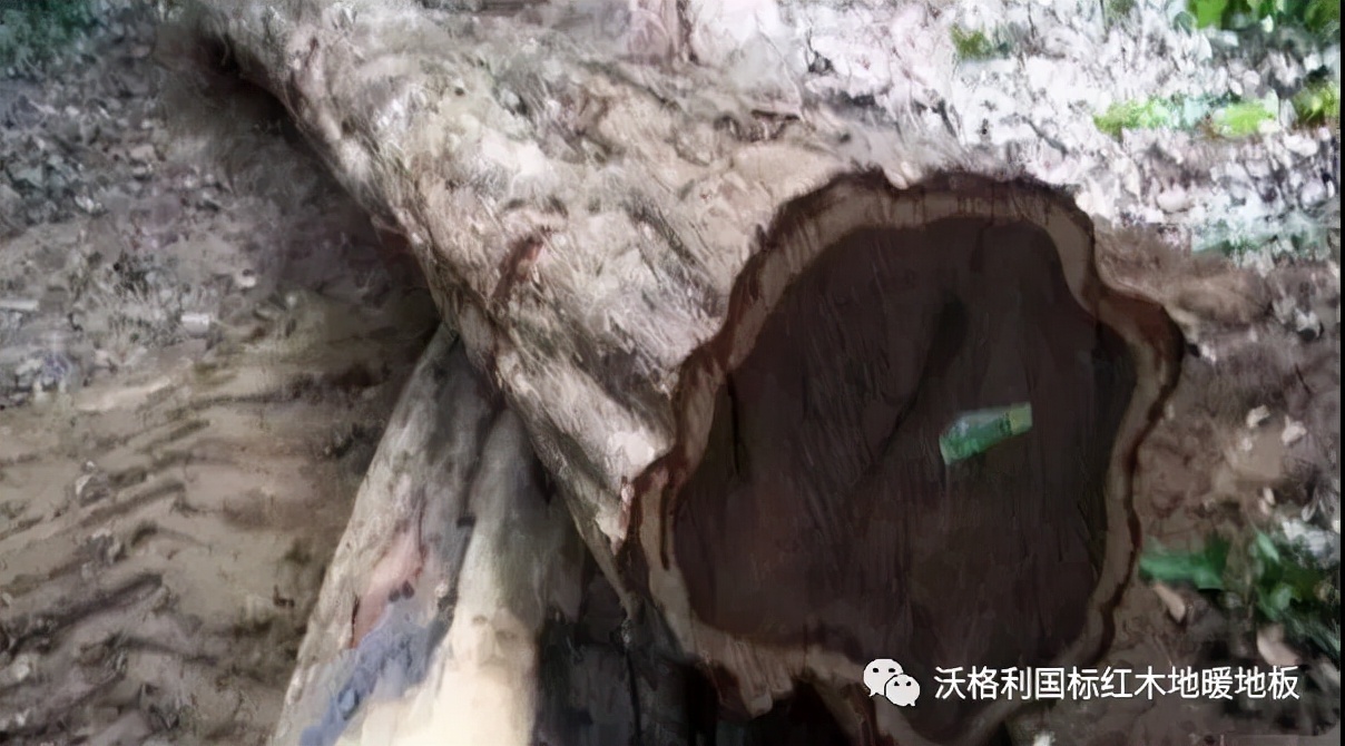 沃格利国标红木大宅地暖地板木材百科全书（三）世界上最硬的木头