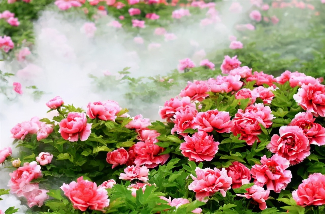 20种“漂亮花”耐-15℃低温，冬天放外面冻一冻，开花还更多