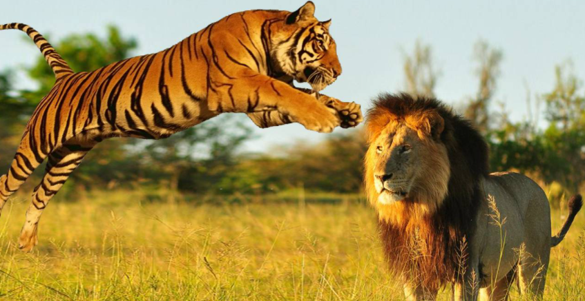 为什么有人说老虎打不过狮子？当东北虎遇上非洲狮，谁更胜一筹？