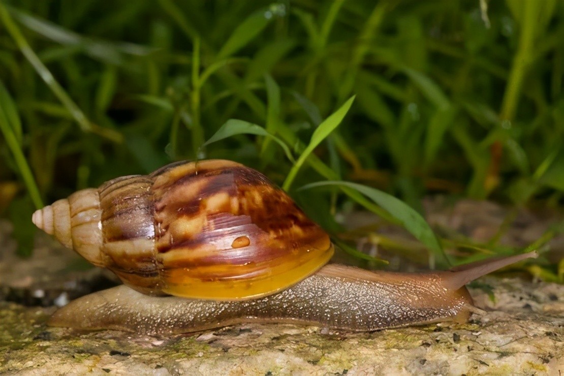 泛滥长达90年！看似美味的非洲大蜗牛，为何国内吃货却不敢吃？