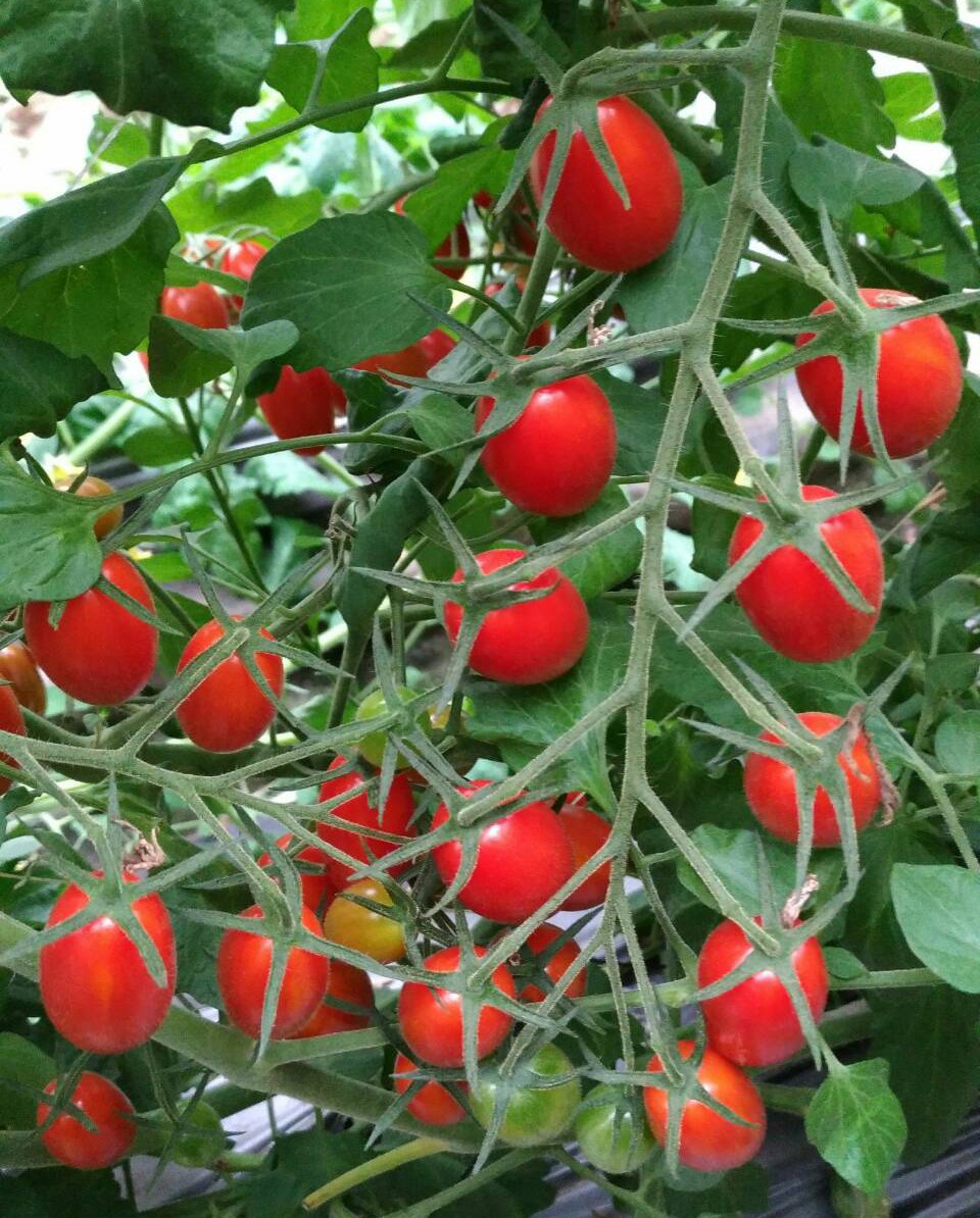 ‘玉女’樱桃番茄无土栽培技术