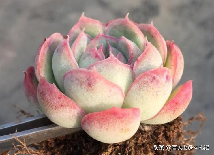 为什么从云南等地网购的多肉开始很紧致,但养着养着就散开了呢?