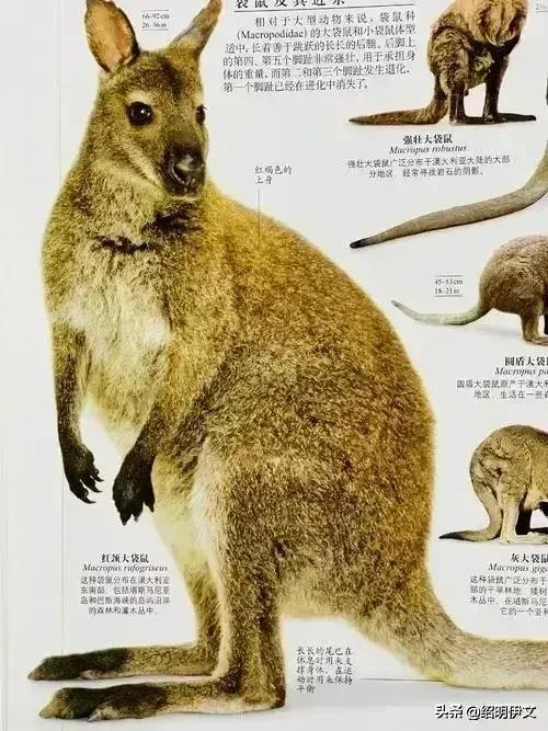 六一儿童节要到了，家长再穷也要把这二件礼物送给孩子，越快越好