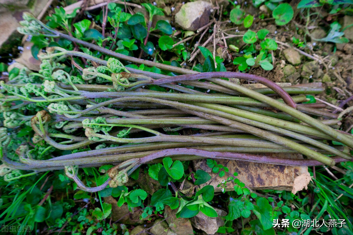 65种野菜图片大全，教你认识不同的野菜和吃法，你想要的野菜都有