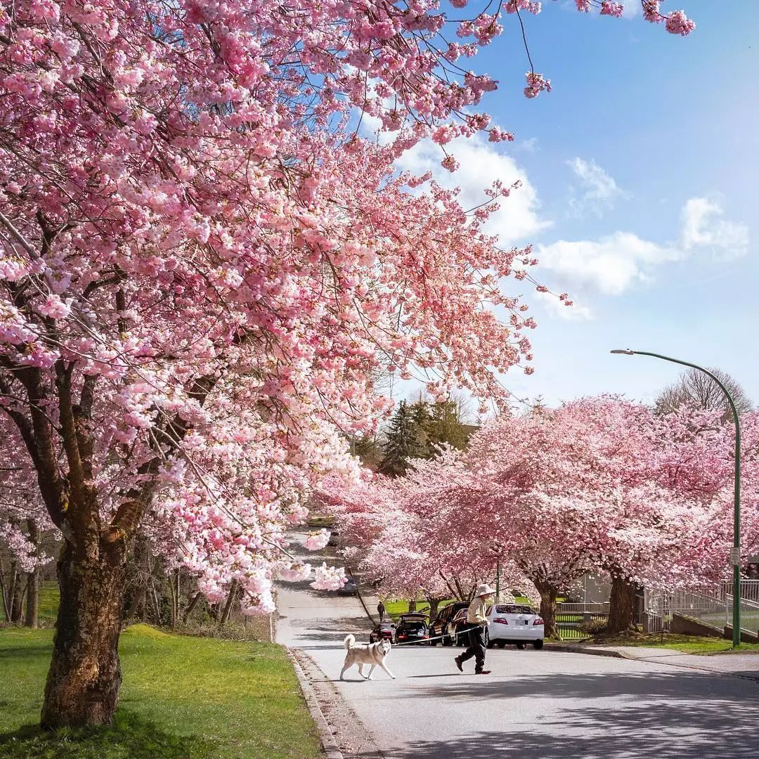 "樱花之都"加拿大温哥华:樱花树超过日本京都的城市!