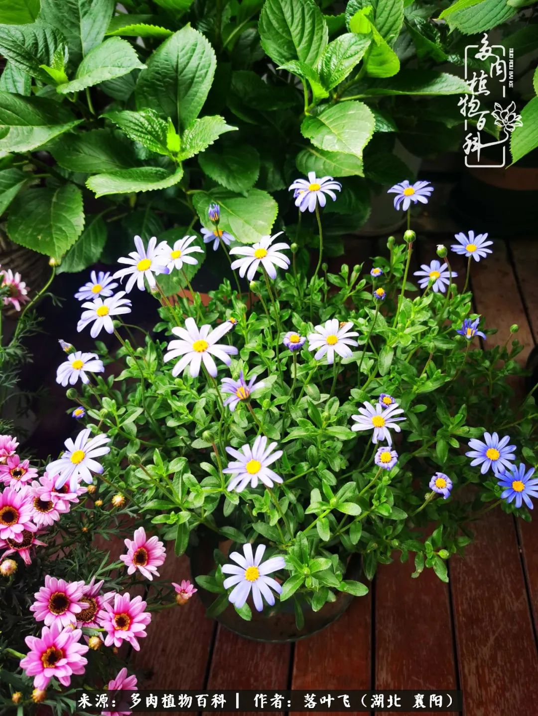 多肉和繁花相映,楼顶花园四季花开,令人沉醉