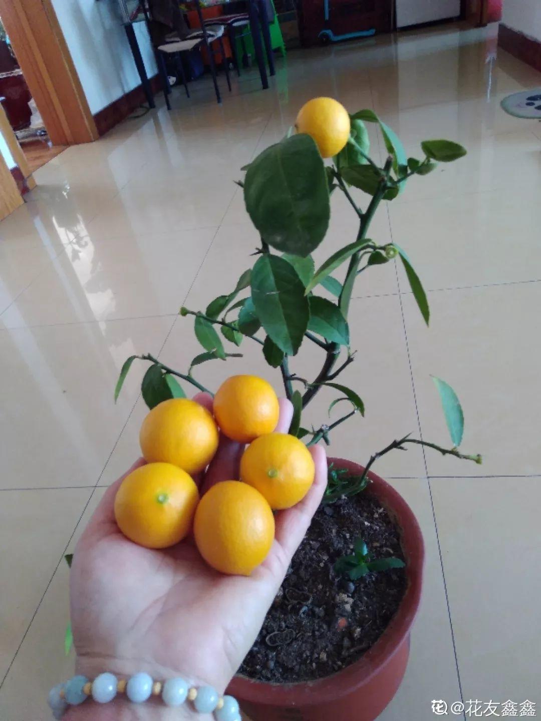 做寿家里摆盆枸杞子，轻取一切年宵花，满树红艳艳特吉庆