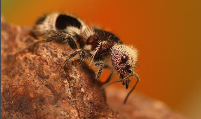 常见的蚂蚁图片集,蚂蚁虽小种类也不少