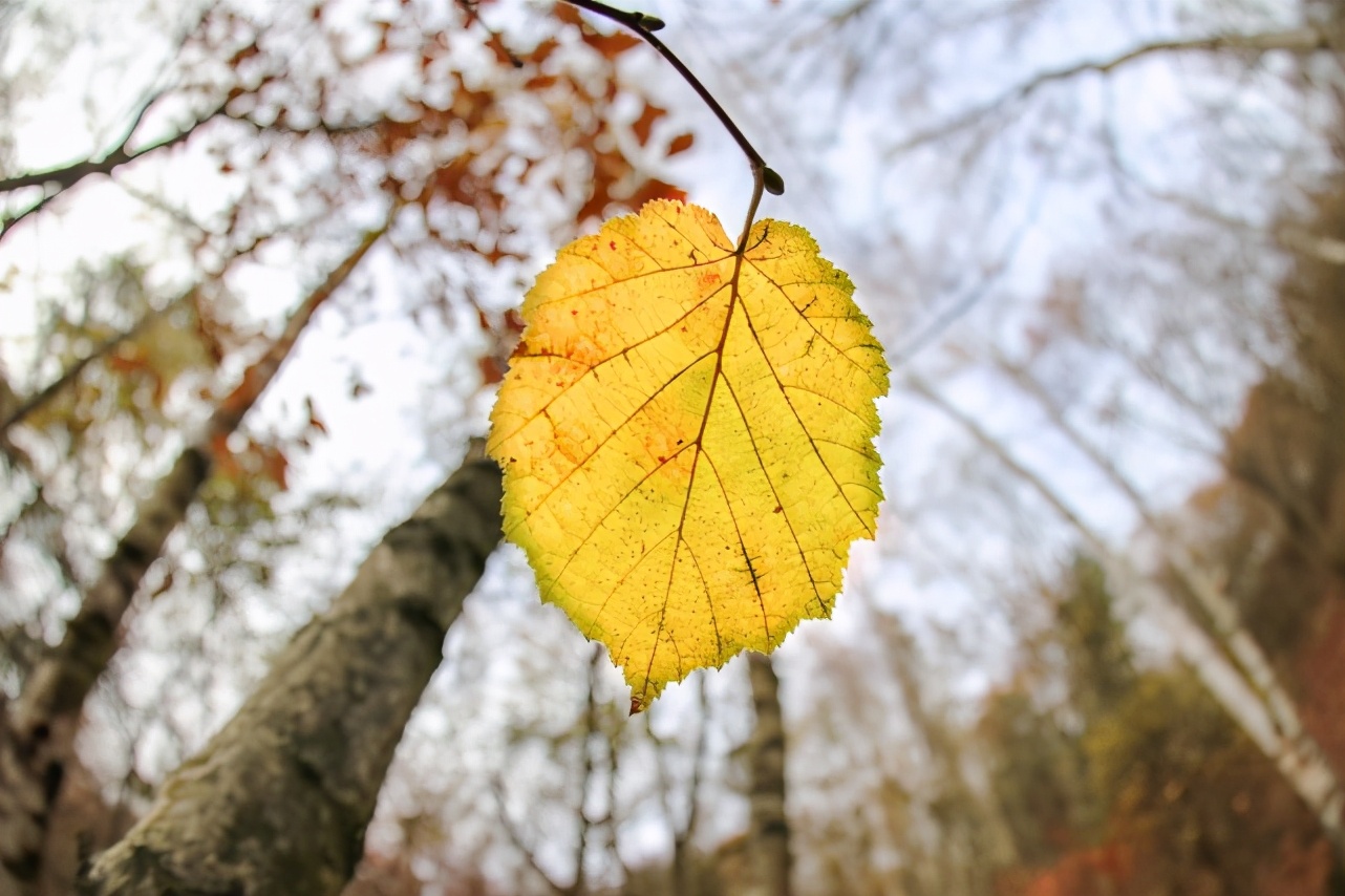 树叶为什么会变黄落下来？秋天叶子掉落之前，为什么要变色? 