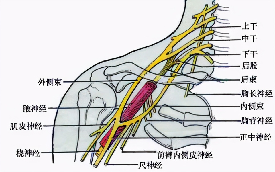 医生提醒：手指发麻不要大意，有可能是6种疾病的“信号”