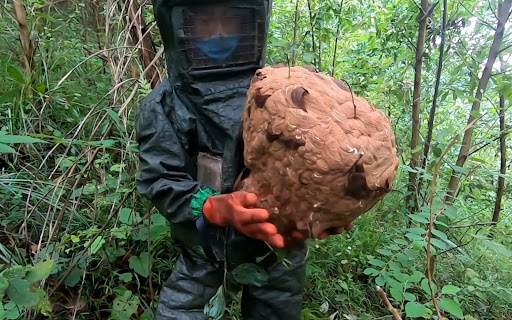 地雷蜂有多凶？抓蜂老手进山失联，发现时三只地雷蜂仍在叮咬尸体