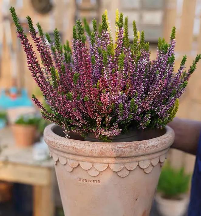 8种漂亮花卉,冬天也能开,养在家里漂亮又养眼