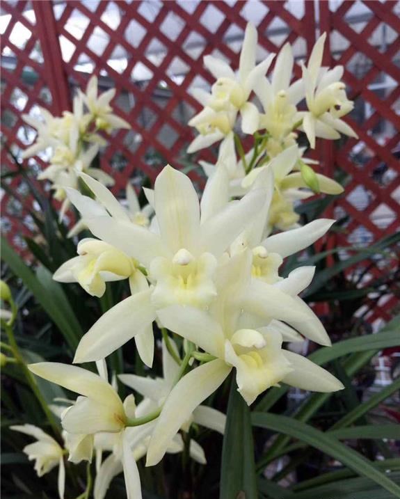 兰花界的新宠"白雪公主",花色素雅,香味扑鼻,新手也能养好