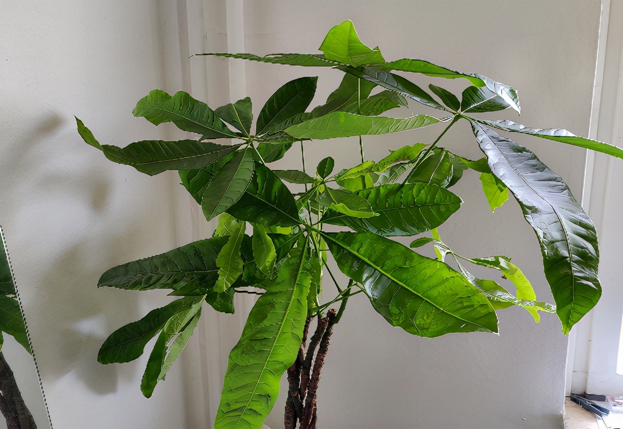 臥室放4種植物，“旺財”又健康，新手也能養好