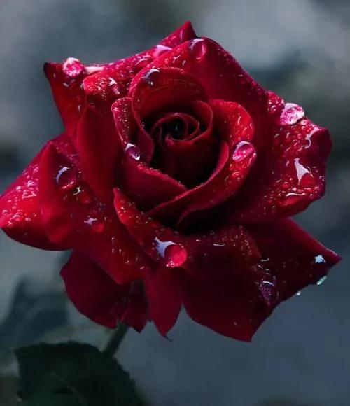 玫瑰花的特点特性图片